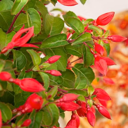 Thompson and Morgan Fuchsia Chilli Red Hardy Compact Flowering Ornamental Shrub, Red, 3 Litre Pot – 2