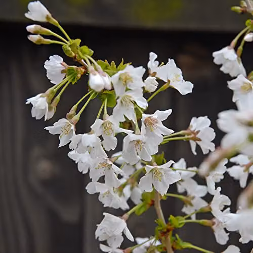 Thompson & Morgan Prunus incisa Kojo-No-Mai Fuji Ornamental Cherry White Spring Blossom Hardy Shrub, 3 x 9cm Potted Plants – 4