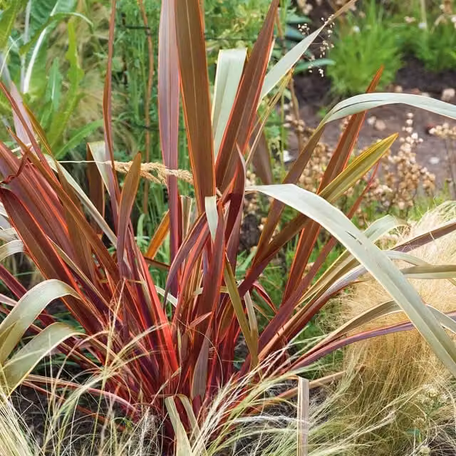 Marshalls Garden Phormium Maori Queen Ornamental Shrub in Green, Pink and Red