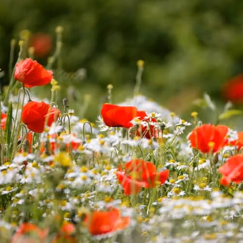 Thompson & Morgan Wild Flower Classic Meadow Mix Multicolour Annual and Perennial Seeds, 20g