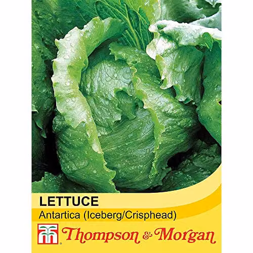 Thompson & Morgan Antarctica Iceberg Lettuce Vegetable Seeds – 2