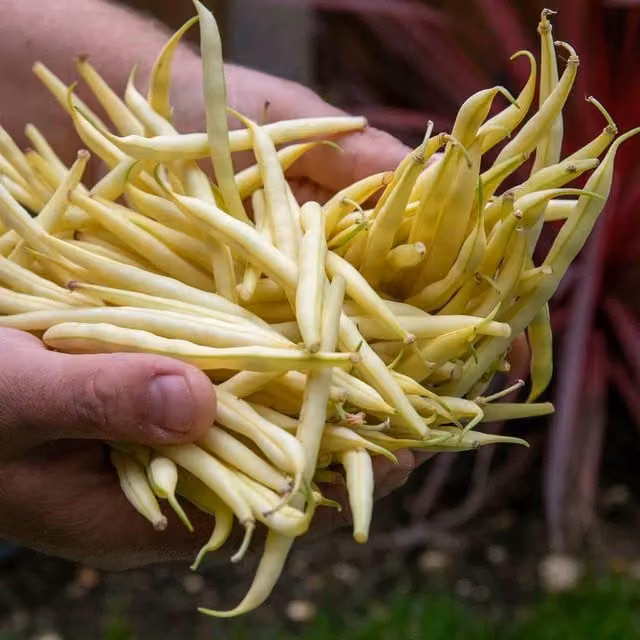 Marshalls Garden Dwarf Voltage French Bean Seeds with Yellow Pods, 160 Pack
