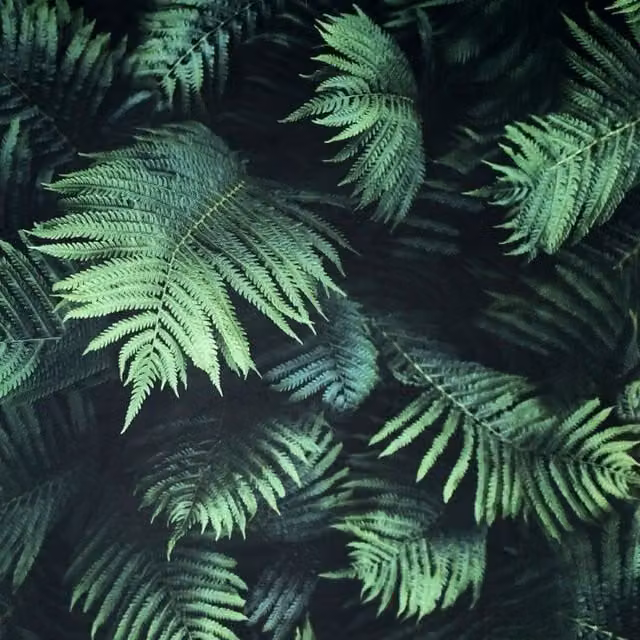Arthouse Fern Botanical Green Floral Matt Wallpaper Roll
