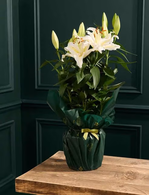 M&S Flower Market White Oriental Star Lily Tabletop Floral Arrangement