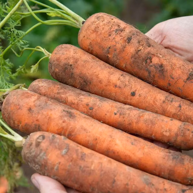 Marshalls Orange Carrot Vegetable Seeds, 500 Seeds