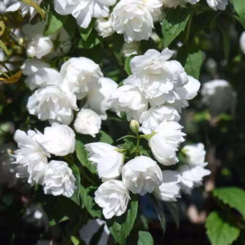 Thompson & Morgan Philadelphus Virginal Ornamental Shrub, White Double Flowers, 1 Litre Pot – 3