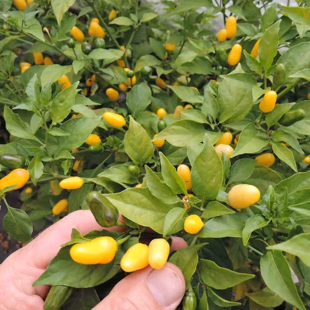Marshalls Garden Hot Lemon Chilli Pepper Seeds, Cayenne Heat, 20 Seeds, Red and Yellow