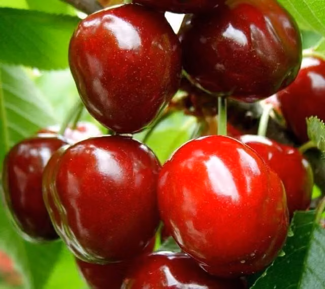 Direct Plants Cherry Sunburst Fruit Tree, Height: 182.88 cm, Red