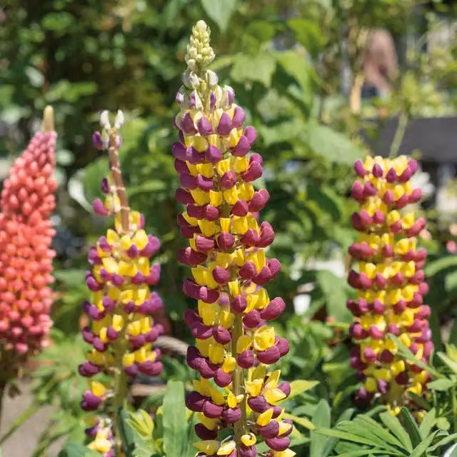 Marshalls Garden Lupin Manhattan Lights Hardy Perennial Plants, Yellow and Purple, 3 x 9cm Pots