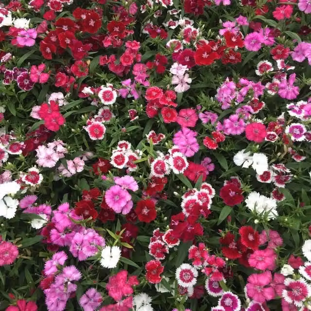 Thompson & Morgan Mixed Colour Dianthus Pinks Festival Bedding Plants, Pack of 15