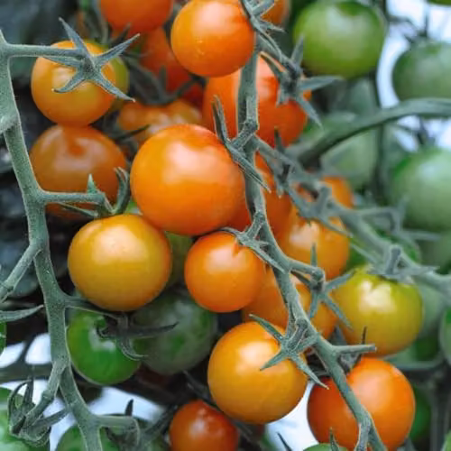 Thompson & Morgan Tomato Sweetest Duo Seed Collection, Sungold F1 Hybrid and Sweet Apéritif, 18 Seeds (2 Packets) – 2