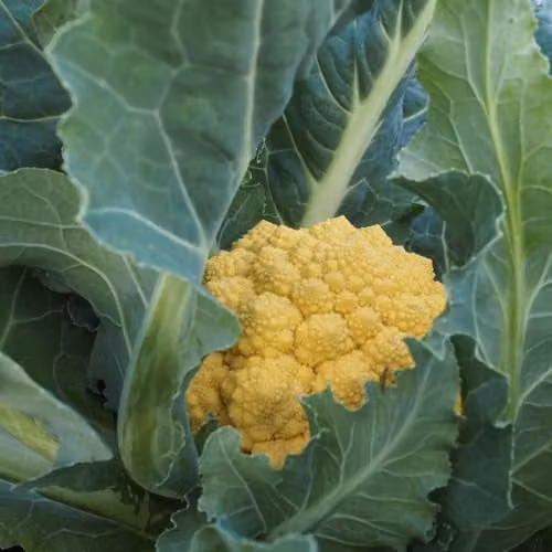 Thompson & Morgan Cauliflower Amo 125 Amoresco F1 Orange Romanesco Type Vegetable Seeds