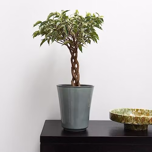 Thompson and Morgan Ficus benjamina Nina Indoor Ornamental Shrub with Braided Stem in a 12 cm Pot