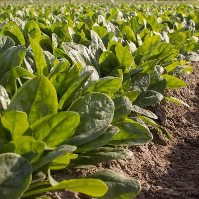 Marshalls Garden Nevada Red Spinach Vegetable Seeds, 40 Seeds