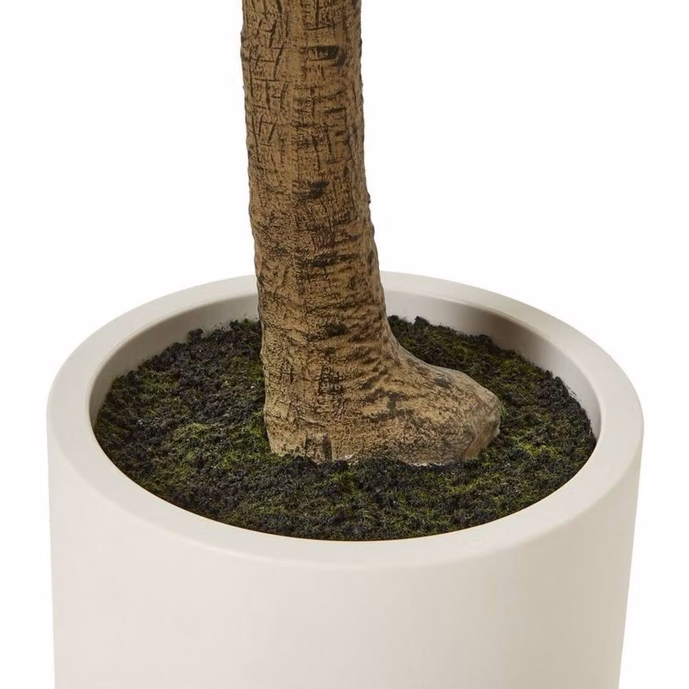 Lemon Pavilion Apulia Potted Olive Tree in Brown and White, Height: 240 cm – 4