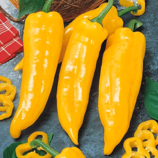 Marshalls Garden Corno de Toro Yellow Sweet Pepper Plant, 3-pack, Yellow