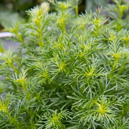 Thompson & Morgan Tagetes Dropshot Liquorice-Flavoured Edible Herb Seeds, 15 Seeds