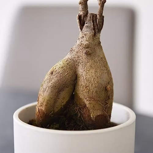 Thompson and Morgan Ficus microcarpa Ginseng Indoor Houseplant in a 9cm Pot, Green – 2