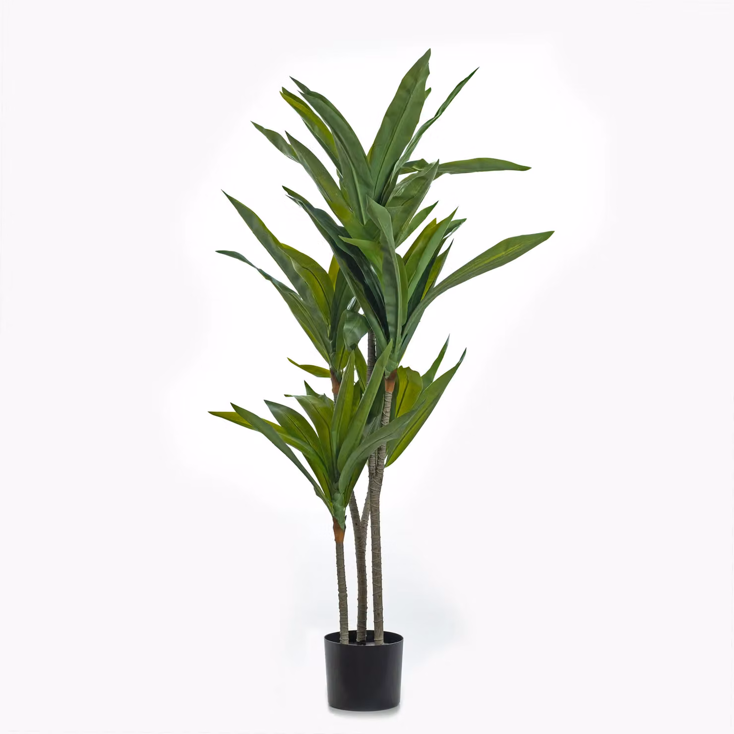 Scottish Everlastings Ltd 120 cm Real Touch Draceana Tree in Green – 3