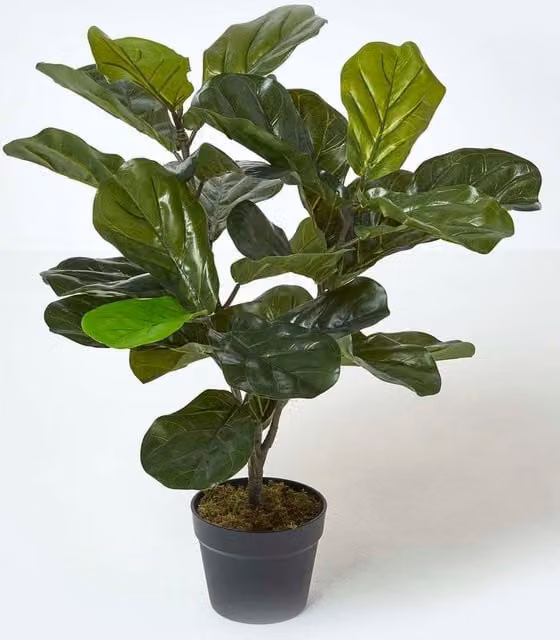 Homescapes Artificial Fiddle Leaf Fig Tree in Green and Black Pot, Height: 70 cm – 1