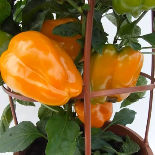 Thompson & Morgan Liberty Belle Sweet Pepper Seeds, High-Yield Hybrid Compact Variety for Containers, Green, Yellow and Orange – 1