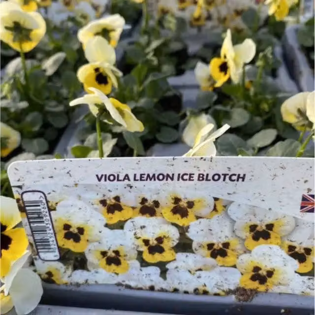 Plants By Post Viola Lemon Ice Blotch Bedding Plants, 12 Plants, Lemon Yellow