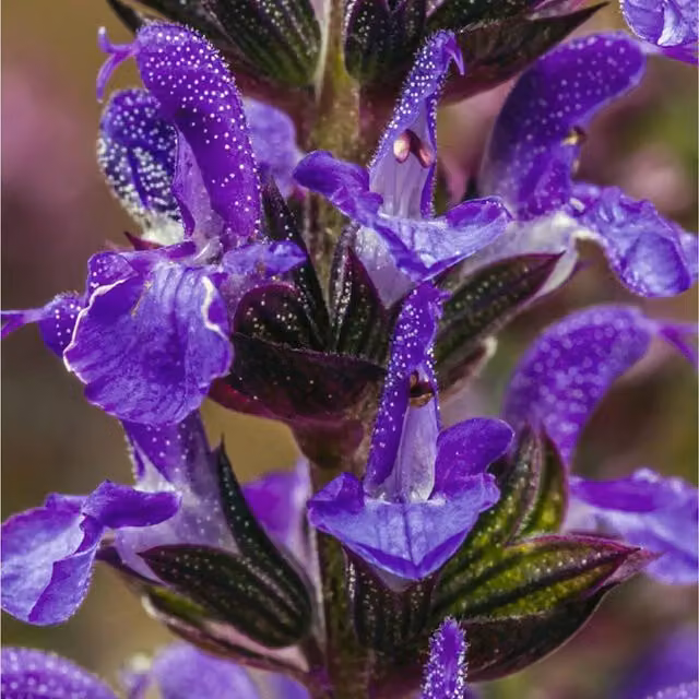 Thompson & Morgan Salvia New Dimensions Mix Garden Ready Perennial Plants, Multi-Colour