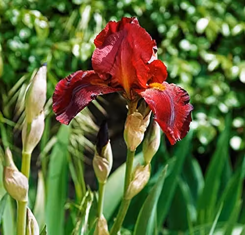 Thompson and Morgan Iris Re-Blooming Pass The Wine Garden Red Hardy Perennial Flowering Plant, 1x Bare Root – 2