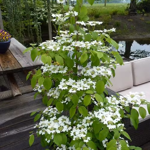 YouGarden Viburnum plicatum Kilimanjaro Sunrise Ornamental Shrub in 3L Pot – 1