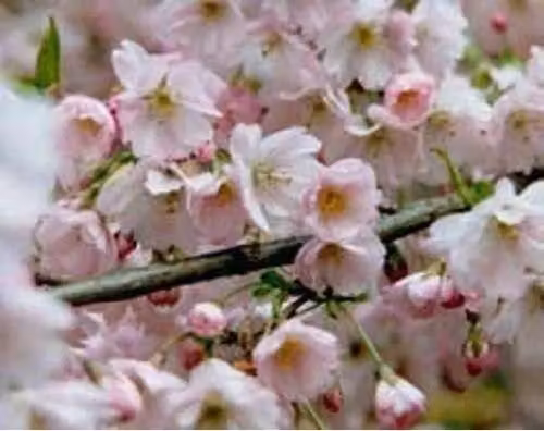 Direct Plants Prunus Pandora Pink Flowering Cherry Blossom Ornamental Tree in a 12 Litre Pot