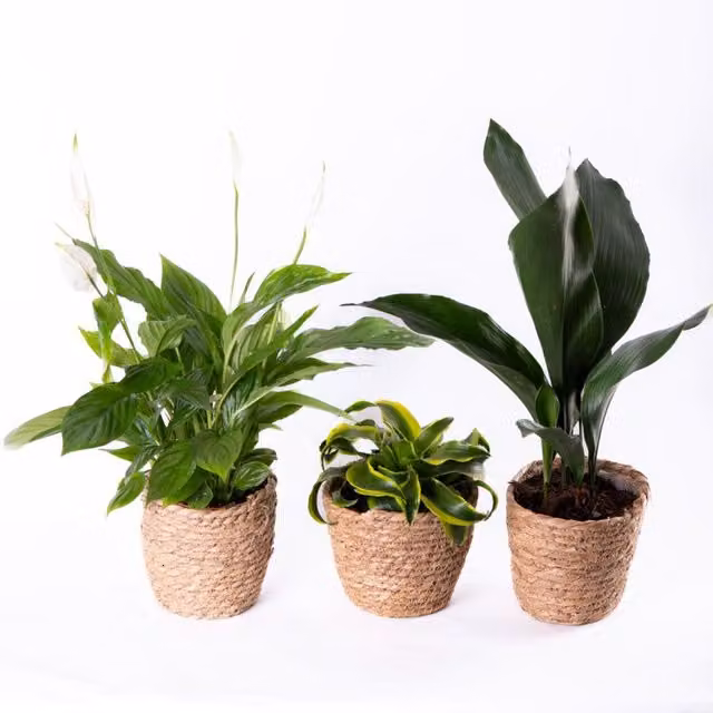 Thompson & Morgan Easy To Grow Indoor Houseplant Collection, Green Foliage