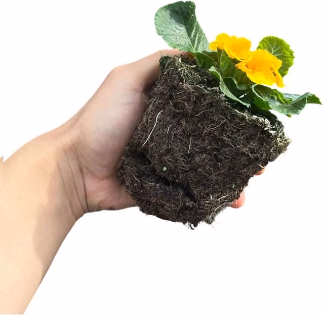 Plants By Post Primrose Orange Perennial Ornamental Garden Plants, Pack of 6