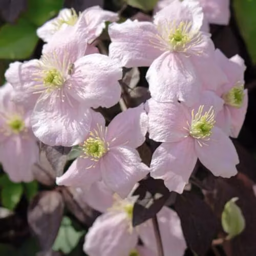 Thompson & Morgan Clematis Montana Mayleen Scented Climber with Pink Blooms and Bronze Foliage, 3 Litre Pot – 2