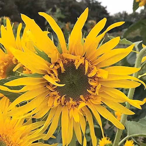 Thompson and Morgan Sunflower Astra Gold Helianthus Annuus Seeds, 30 Seeds per Packet, Gold/Yellow