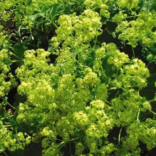 Thompson & Morgan Alchemilla mollis Lady's Mantle Hardy Perennial with Lime Green Flowers, 3 Litre Potted Plant