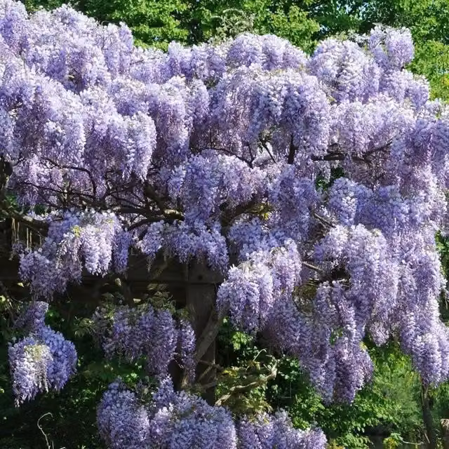 Plant Theory Wisteria Sinensis Prolific Chinese Wisteria Purple Climber Vine Plant, Green