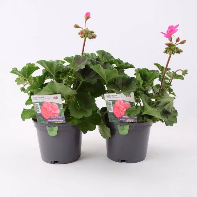 Plants By Post Pack of 2 Pink Zonal Calliope Geraniums in 1L Pots