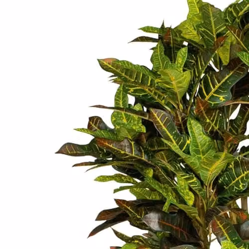 Leaf UK Botanik XL Luxury Organic Artificial Green Tree H 150 cm x W 60 cm x D 60 cm – 3
