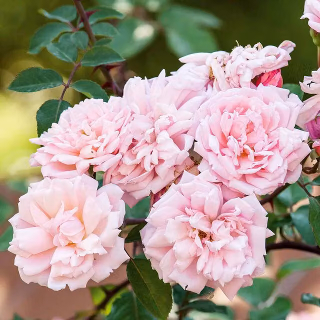 Marshalls Garden Albertine Climbing Rose, Fragrant Salmon-Pink Rambling Rose, Pink