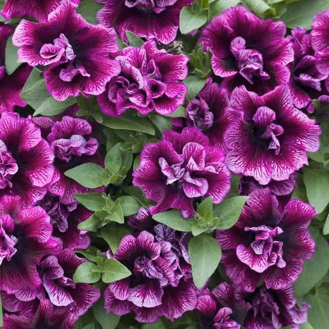 Set of 3 Tumbelina Compact Julianna Purple Petunia Bedding Plants in 9cm Pots