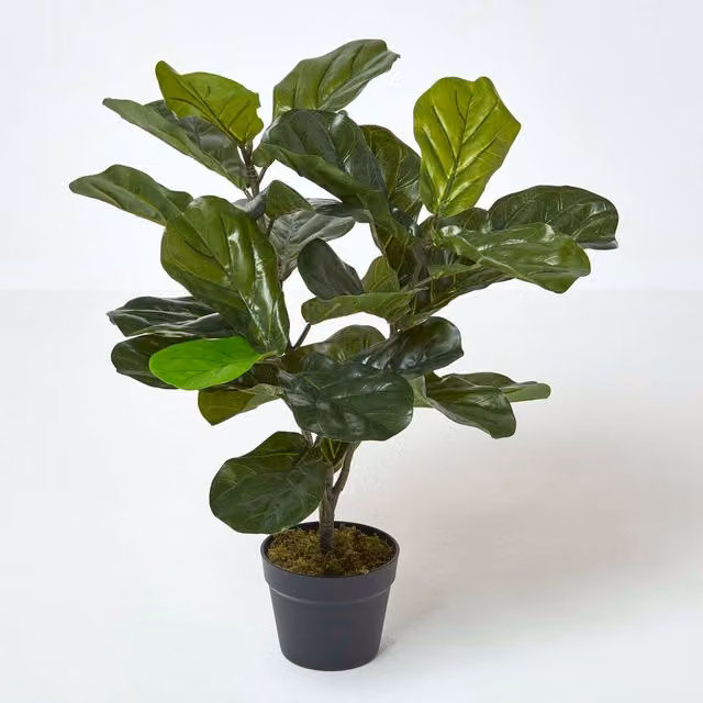 Homescapes Artificial Fiddle Leaf Fig Tabletop Tree in Black Pot, Green, Height: 70 cm