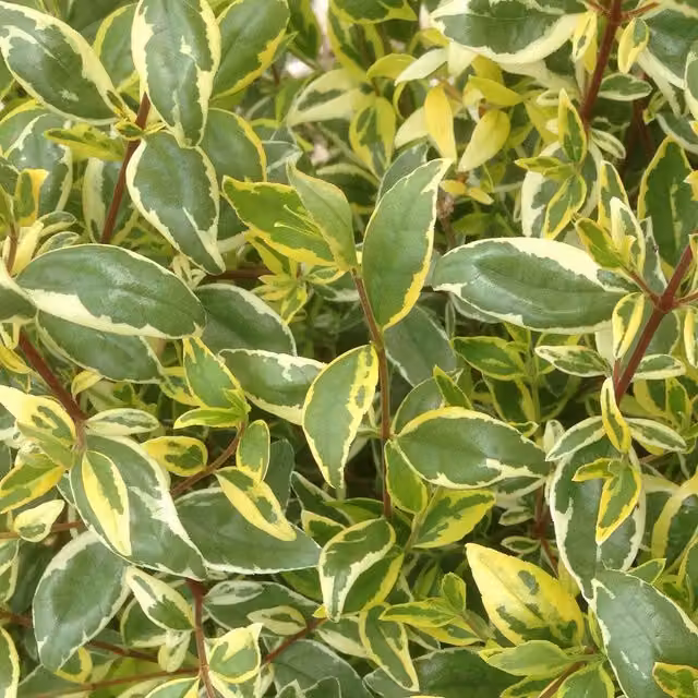 Marshalls Garden Abelia Radiance Ornamental Shrub, Green, Cream, Red and White