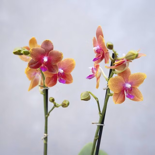 Primrose Bolgheri Scented Moth Orchid in Orange, 50cm Tall, 12cm Pot