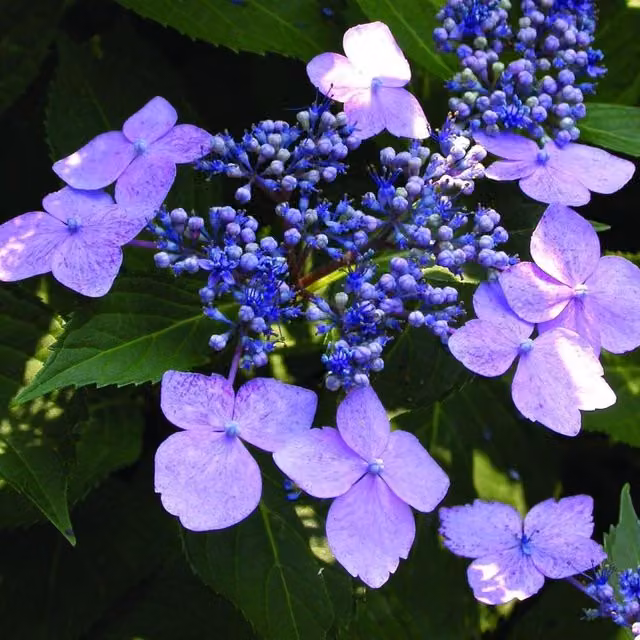 Direct Plants Blue Bird Hydrangea Ornamental Flowering Garden Shrub, Blue and Green