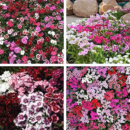 Thompson and Morgan Dianthus IQ Cottage Garden Hardy Perennial Bedding Plants, 30 Garden Ready Plants – 1