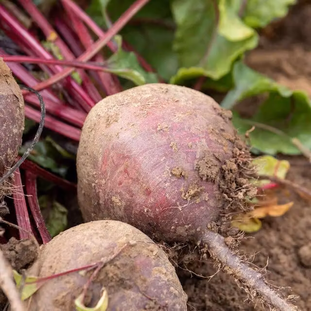 Marshalls Garden Beetroot Seeds Bettollo F1, Red, 300 Seeds