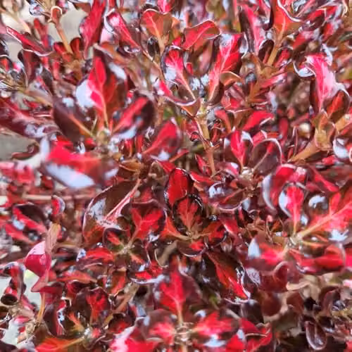 YouGarden Coprosma Northern Lights Red Variegated Evergreen Ornamental Shrubs, 3 x 9cm Pots