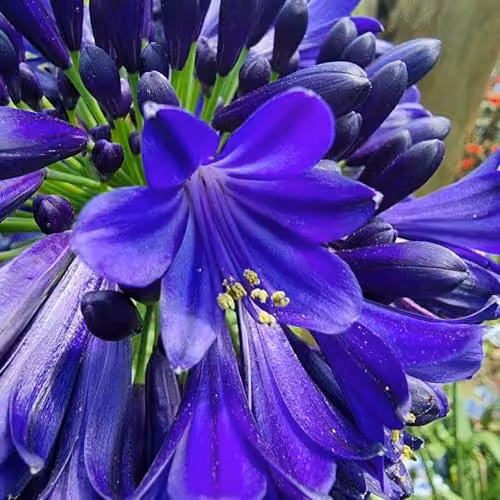 Thompson and Morgan Agapanthus Midnight Sky Hardy Perennial with Deep Blue Flowers, 1x 9cm Potted Plant – 2