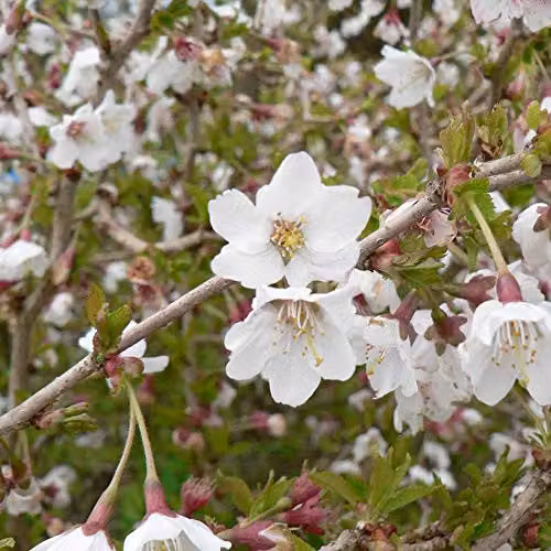 Thompson & Morgan 2x Prunus Kojo-no-mai Hardy Ornamental Cherry Tree Shrubs with Spring Blossom and Autumn Foliage, 9cm Pot – 4