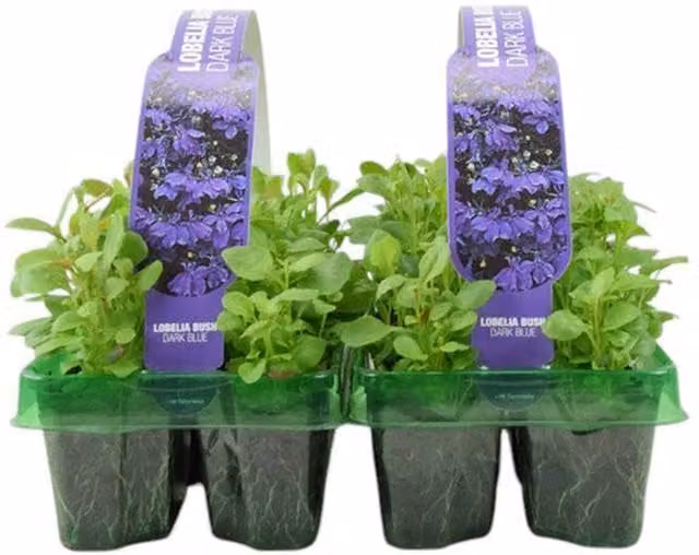 Plants by Post Dark Blue Lobelia Bedding Plants, 12 Plants